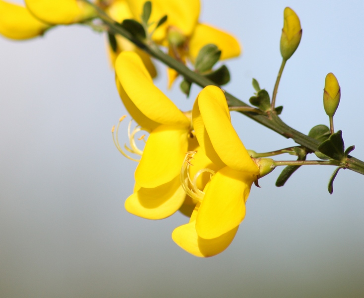 Cytisus scoparius